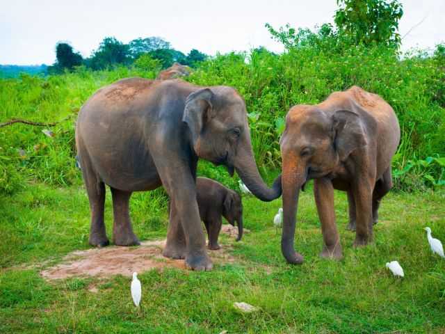 Udawalawe National Park