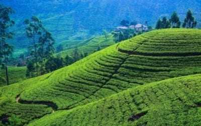 Visit Sri Lanka’s Hill Country