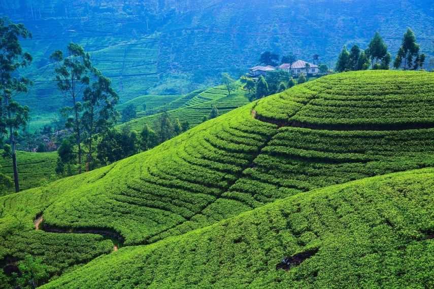 Visit Sri Lanka’s Hill Country