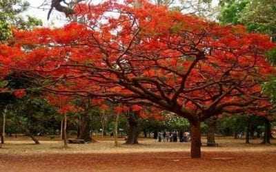 Flame of the forest would come in to flower around mid