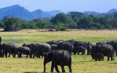 Minneriya National Park