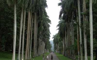 Day trip to the Royal Botanic Gardens in Kandy