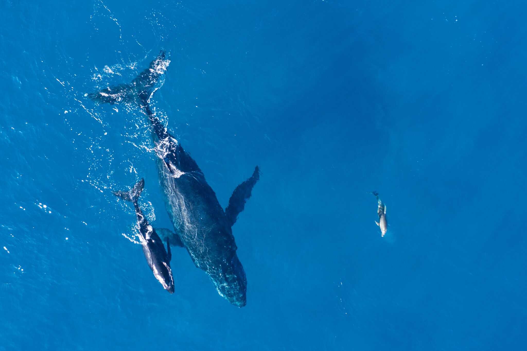 Whale Watching Sri Lanka