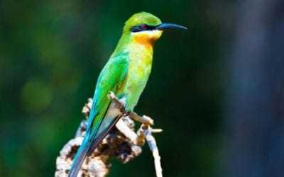 Bird watching in Sri Lanka