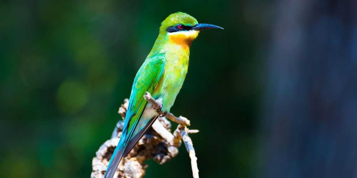 Bird watching in Sri Lanka
