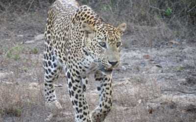 Yala National Park