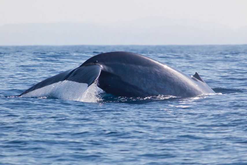 Whale Watching in Sri Lanka