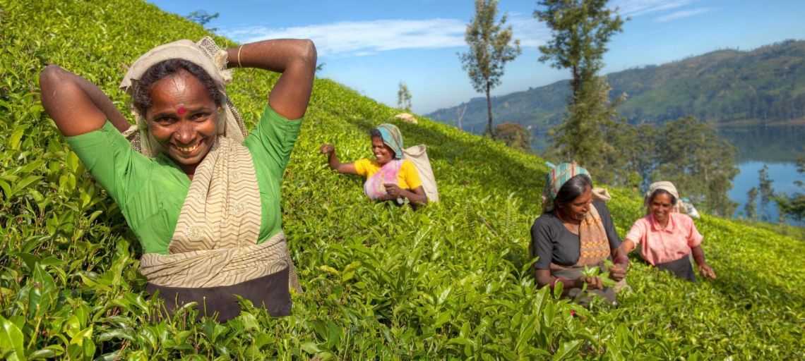 Celebrating 150 years of Sri Lankan tea!