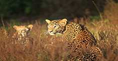 Wildlife in Sri lanka