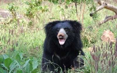 Yala National Park re-opens in October